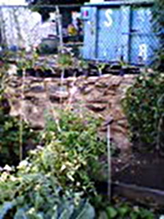 BainbridgeGarden2006