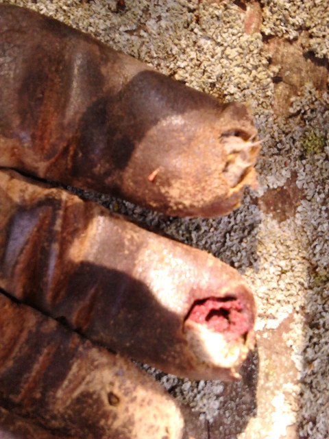 2016.11.August: 16.20 Blood soaked into the glove. Ick!