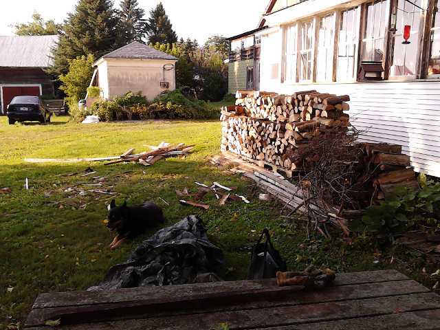 2016.11.August: 17.59 The heat's even taken Hallie today. But... there's work to be completed! No time to stop.