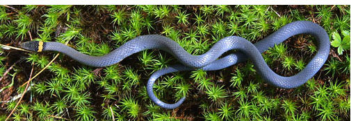 northern ringneck snake1